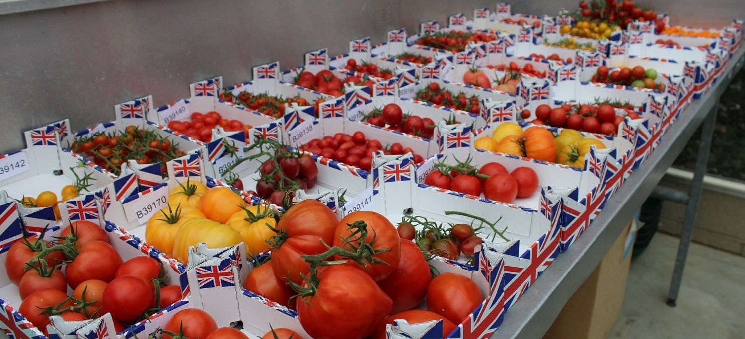 Fresh tomatoes