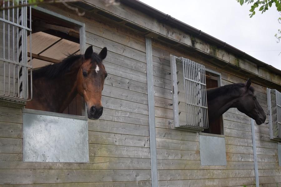 Hadlow_Horses_In_Stables