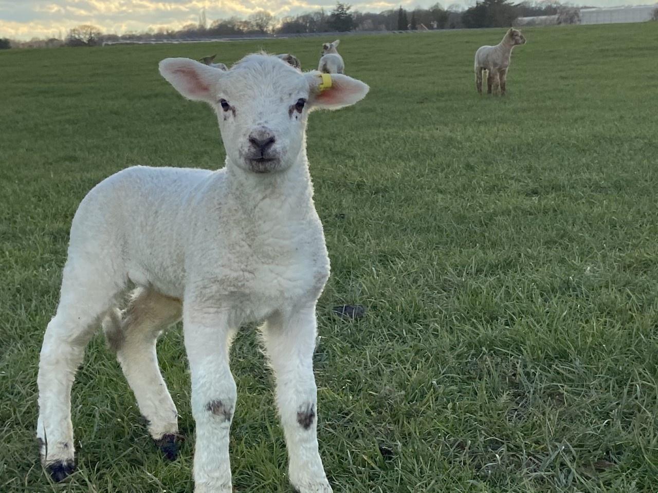 Hadlow_Lamb_in_Field