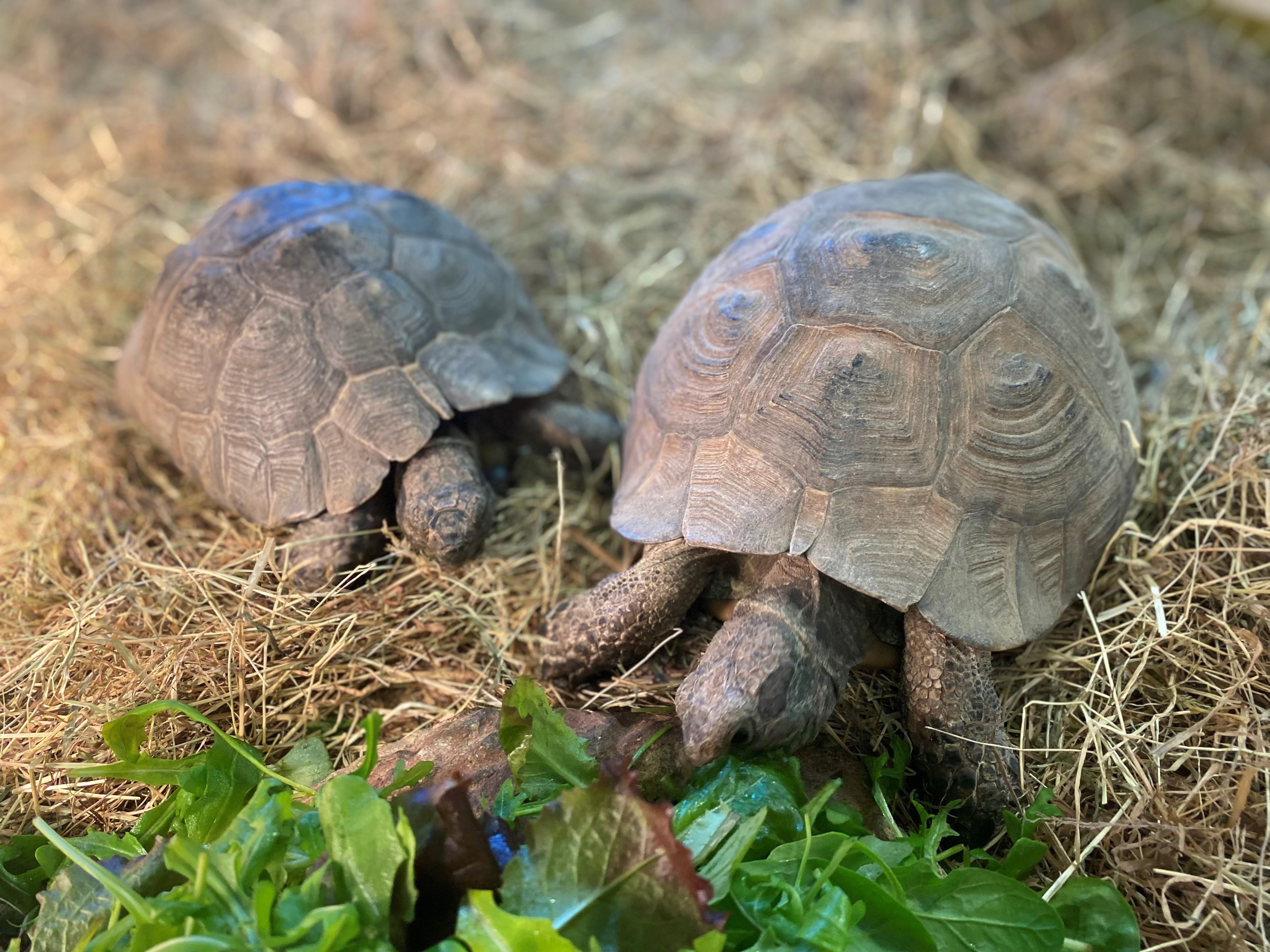 Hadlow_Two_Tortoises